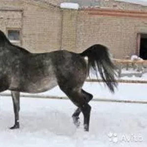 Продам арабскую чистокровную лошадь