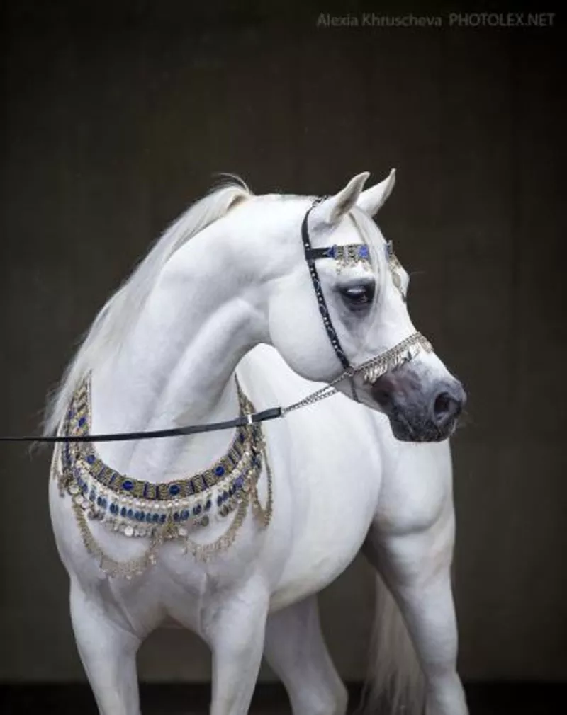 Продам арабскую чистокровную лошадь 2